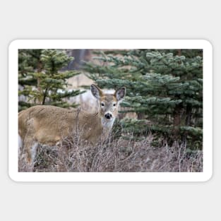 White tailed deer Sticker